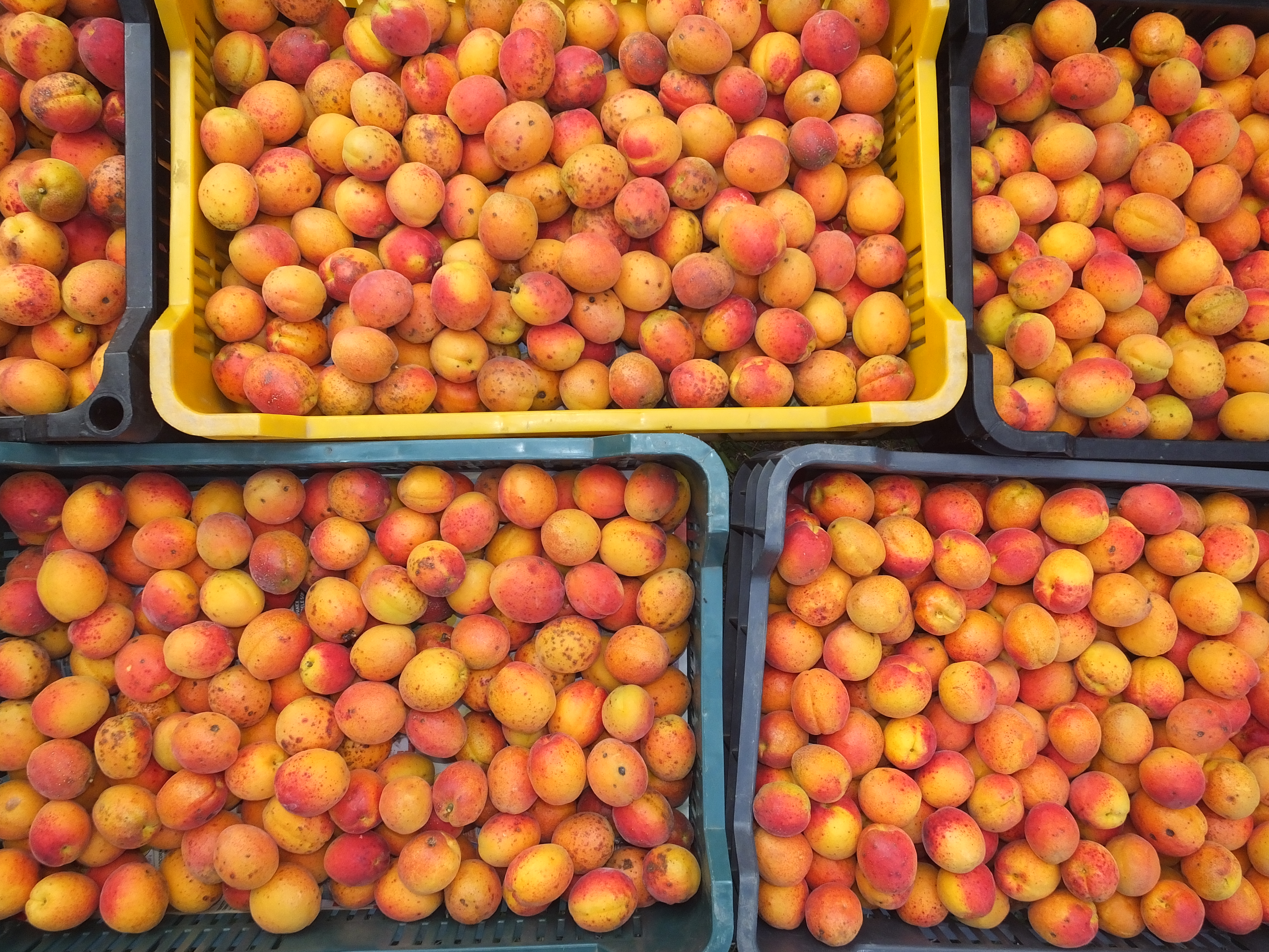 a picture from one of our best harvest